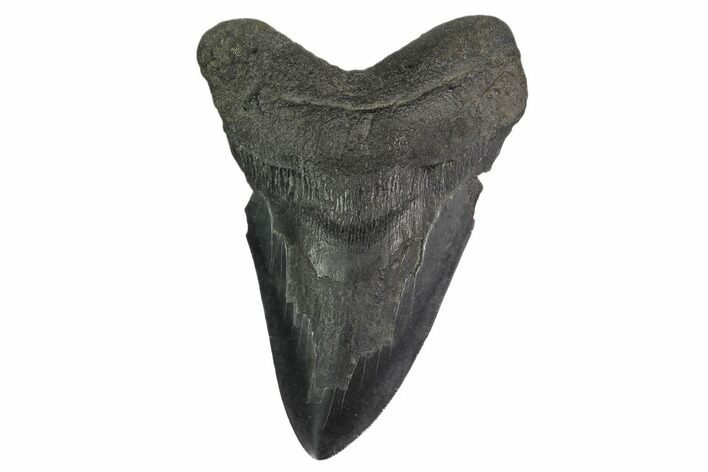 Bargain, Fossil Megalodon Tooth - South Carolina #159444